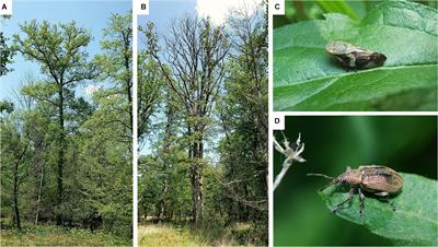 Climate Change Alters Temperate Forest Canopies and Indirectly Reshapes Arthropod Communities